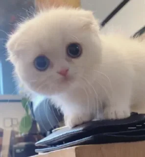 🥺