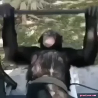 🐵