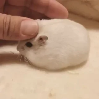 🐭