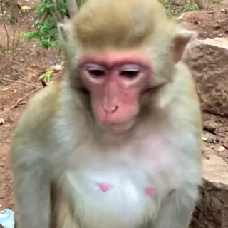 🙉