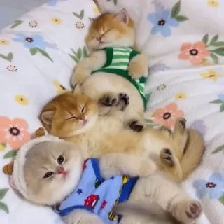 🐈