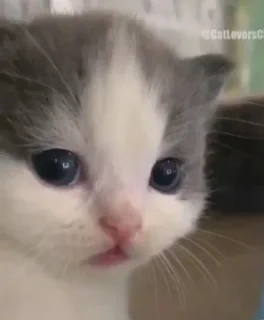 🥺