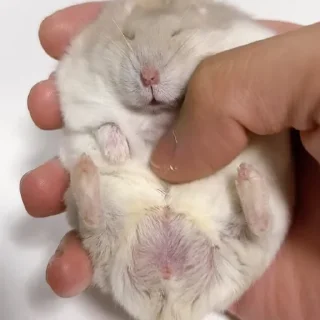 😴