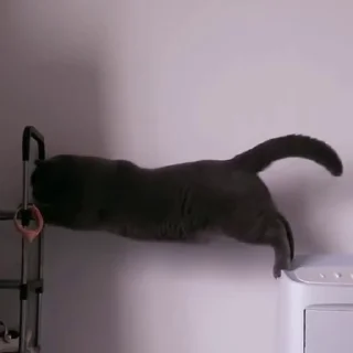 🐈‍⬛️