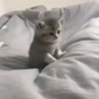 🐈‍⬛