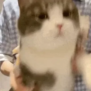 💃