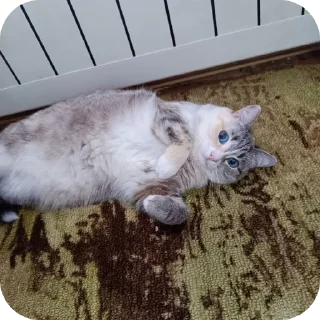 🐱
