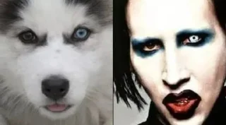 🐶