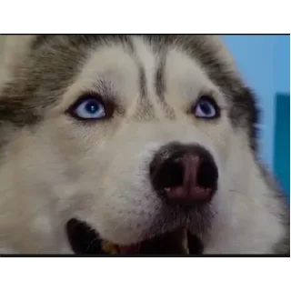 🐶