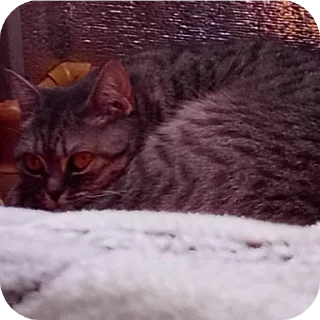 🐱