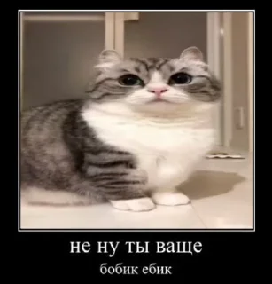 🙈