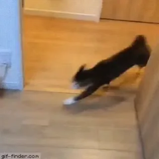 😼