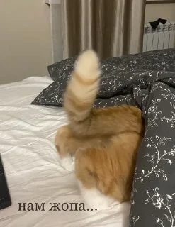 👉