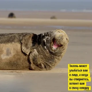🦭