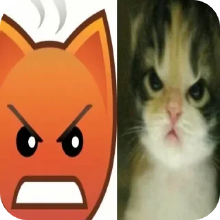 🐱