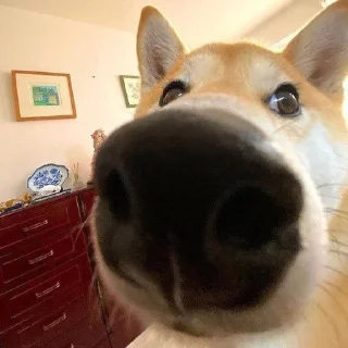 🌟