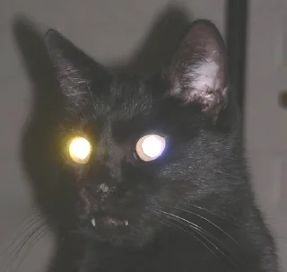 🐱