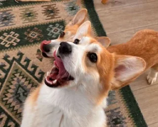 🌟