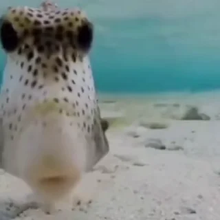 🐡