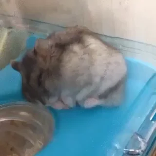 🌟
