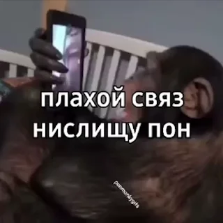 🙉