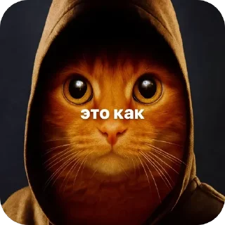 🐱