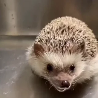 🦔