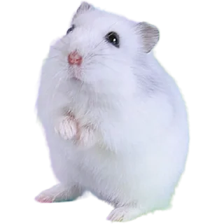 🐹