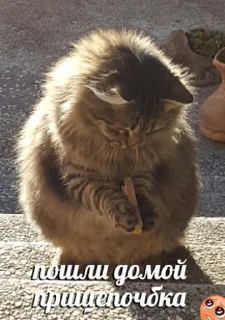 🥺