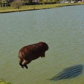 🦦