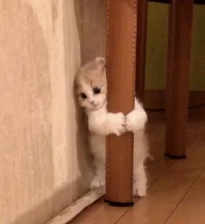 🎀