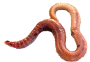 🐛
