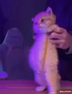 💃