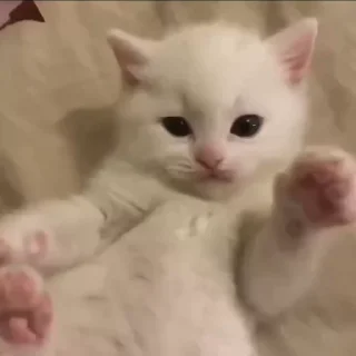 🐱