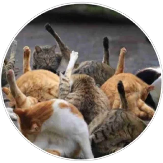 🐈