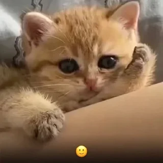 🌟