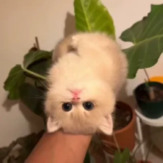 🐱