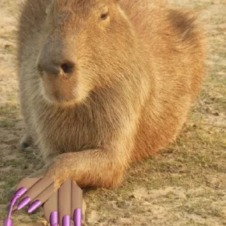 🦦
