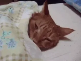 💤