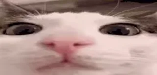 НАЖМИ СЮДА - @tinycatss