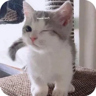 🐱