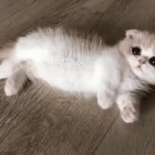🥺