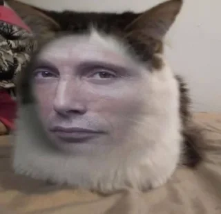 🐱