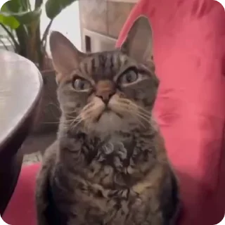 🌟
