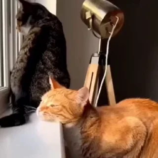🐈
