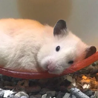😮‍💨