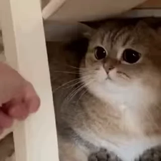 😠