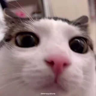 🥺