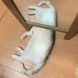 🙈