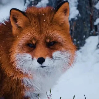 🤩